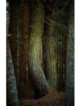 Stack of wood