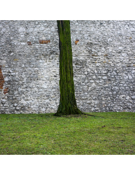 Tree of green 