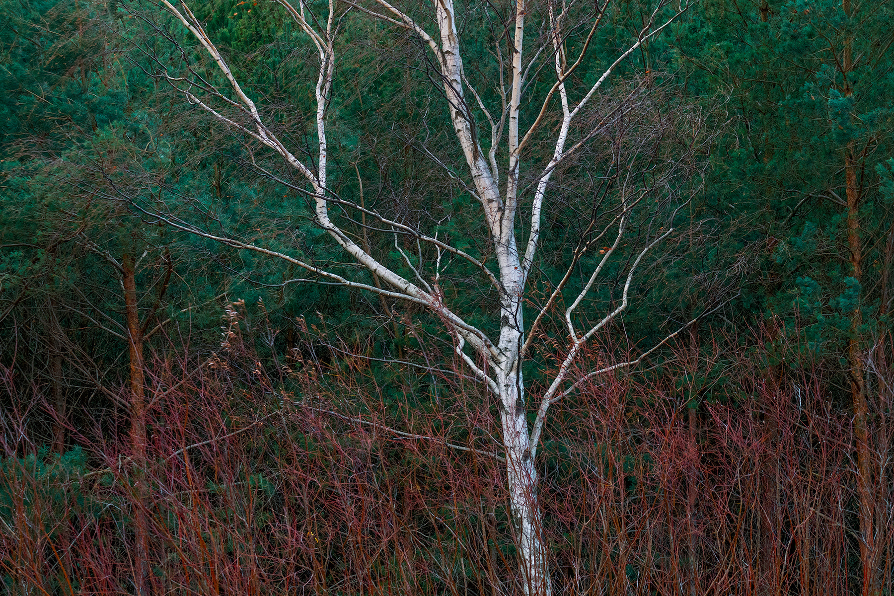 White tree 