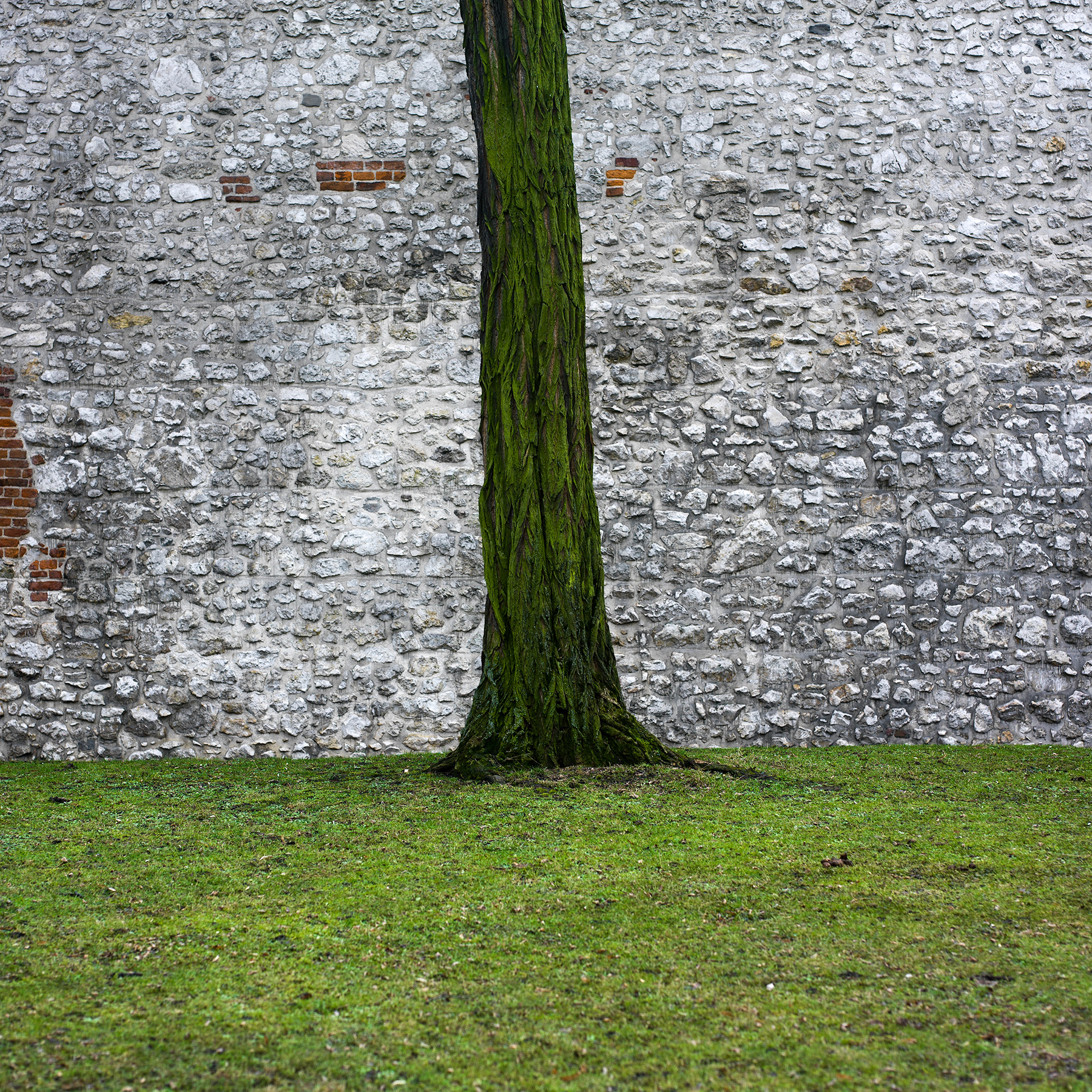 Tree of green 